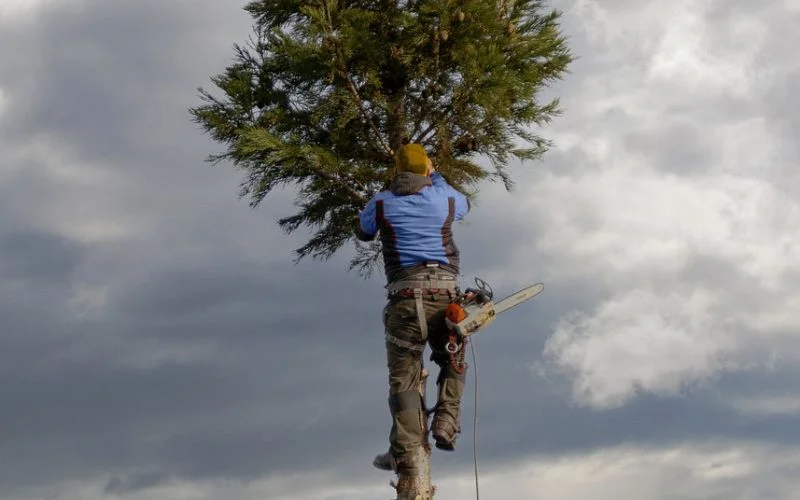 Arborist Tradfallning 8